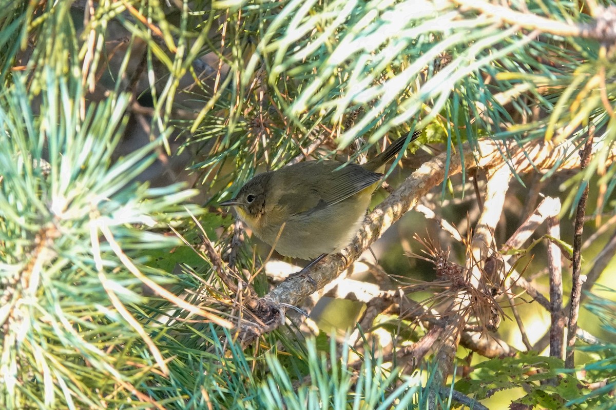 Common Yellowthroat - ML642160068