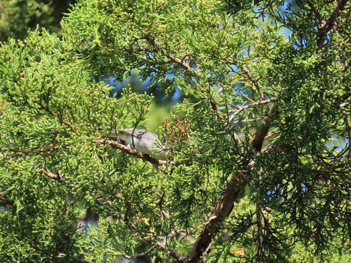 Blue-gray Gnatcatcher - ML642160069