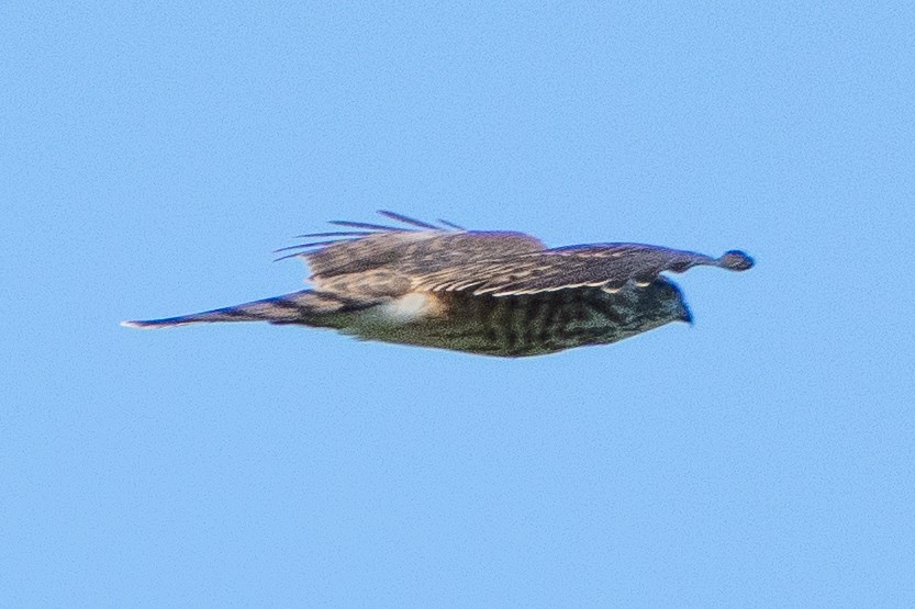 Azor/Gavilán sp.  (Accipiter sp.) - ML642160073
