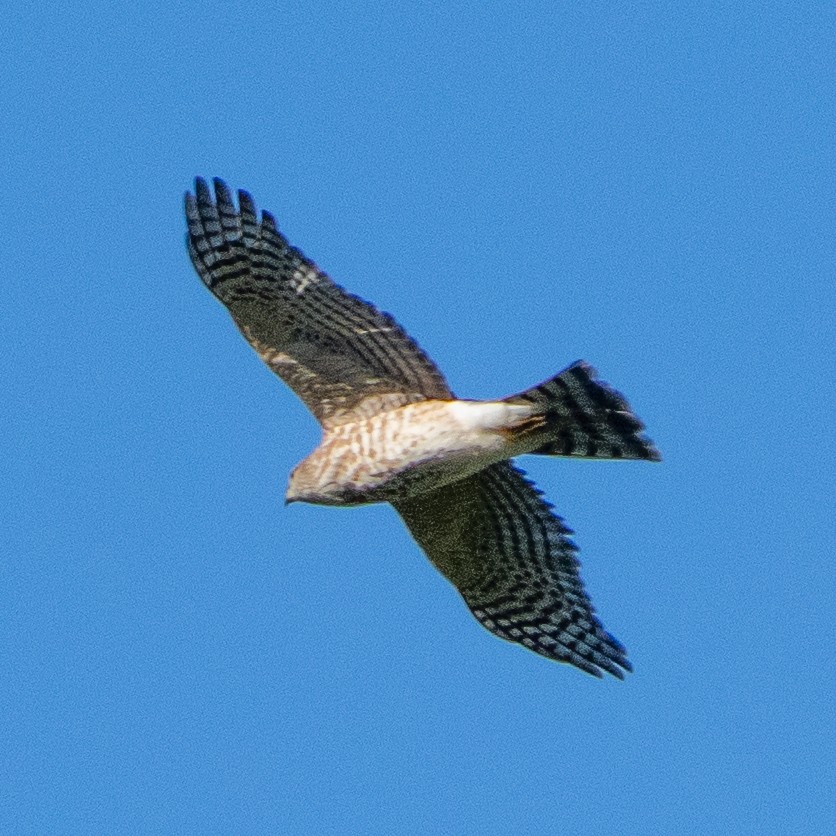 Azor/Gavilán sp.  (Accipiter sp.) - ML642160074