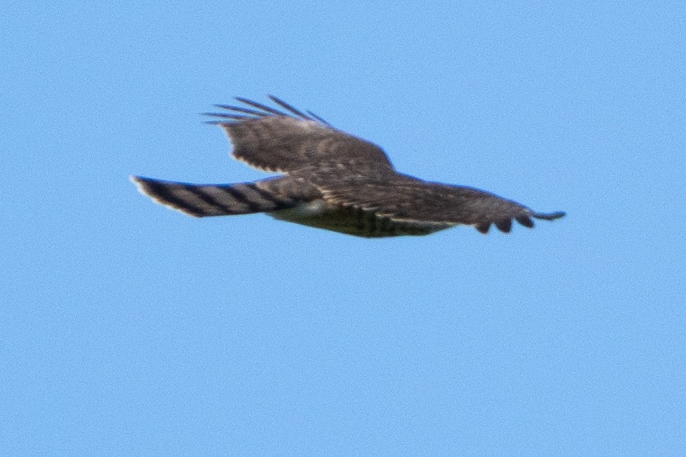 Azor/Gavilán sp.  (Accipiter sp.) - ML642160075