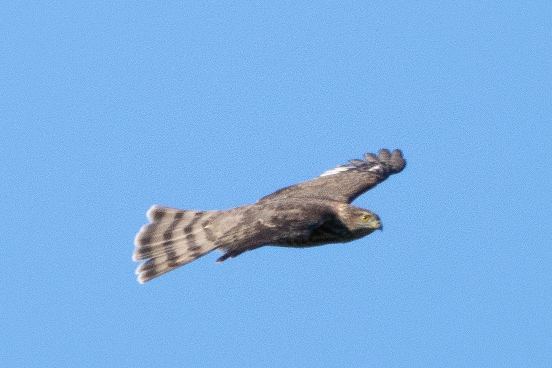 Azor/Gavilán sp.  (Accipiter sp.) - ML642160076