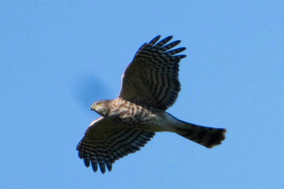 Azor/Gavilán sp.  (Accipiter sp.) - ML642160077