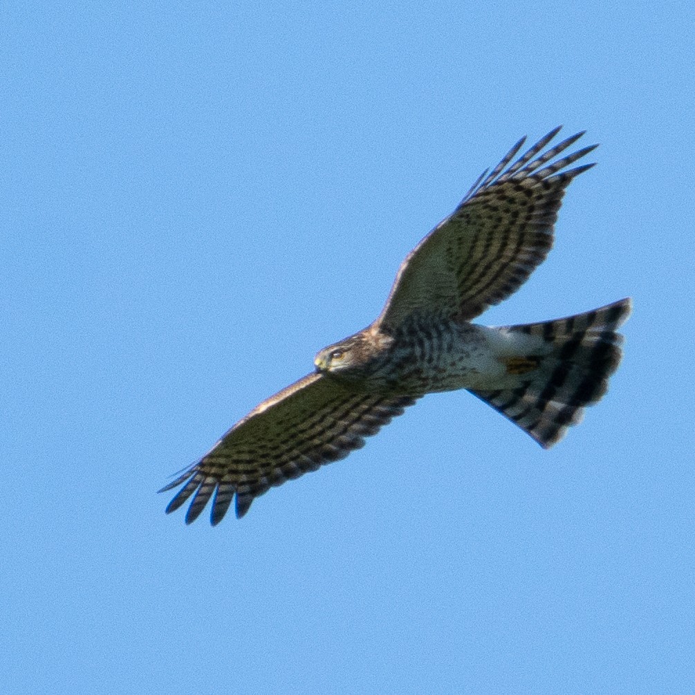 Azor/Gavilán sp.  (Accipiter sp.) - ML642160078