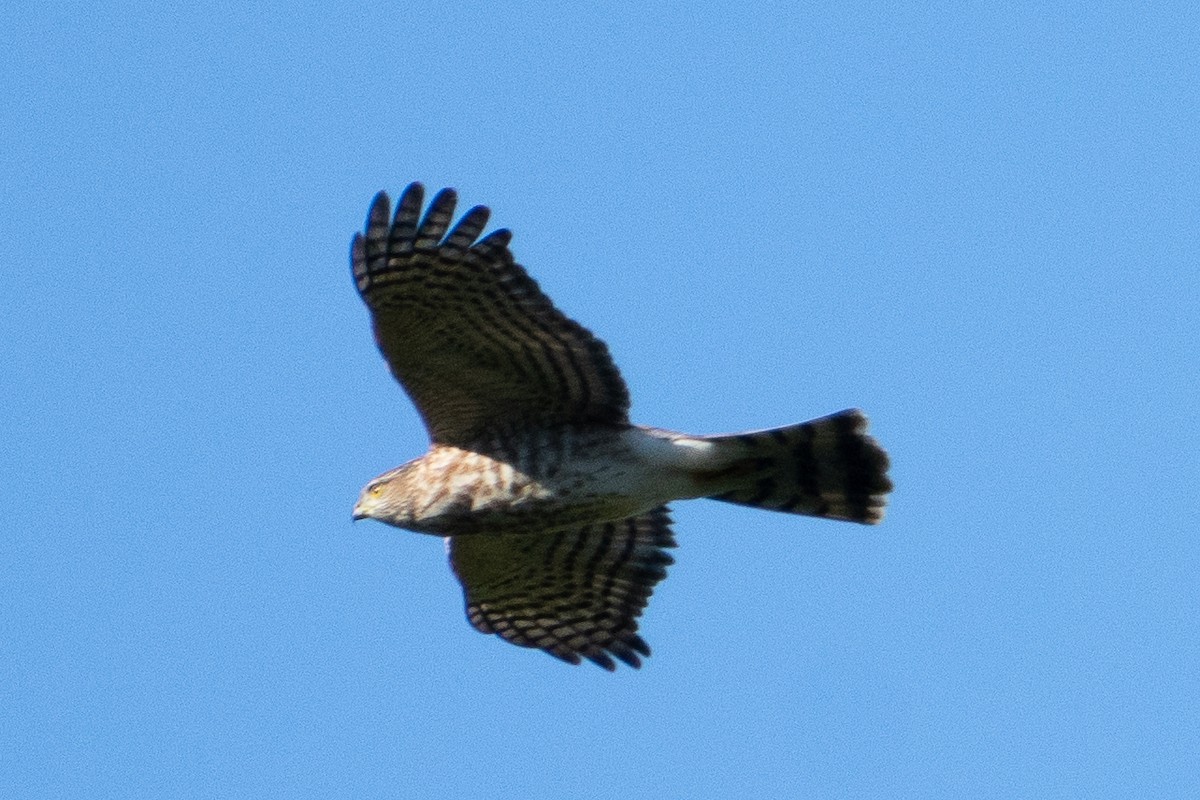 Azor/Gavilán sp.  (Accipiter sp.) - ML642160079