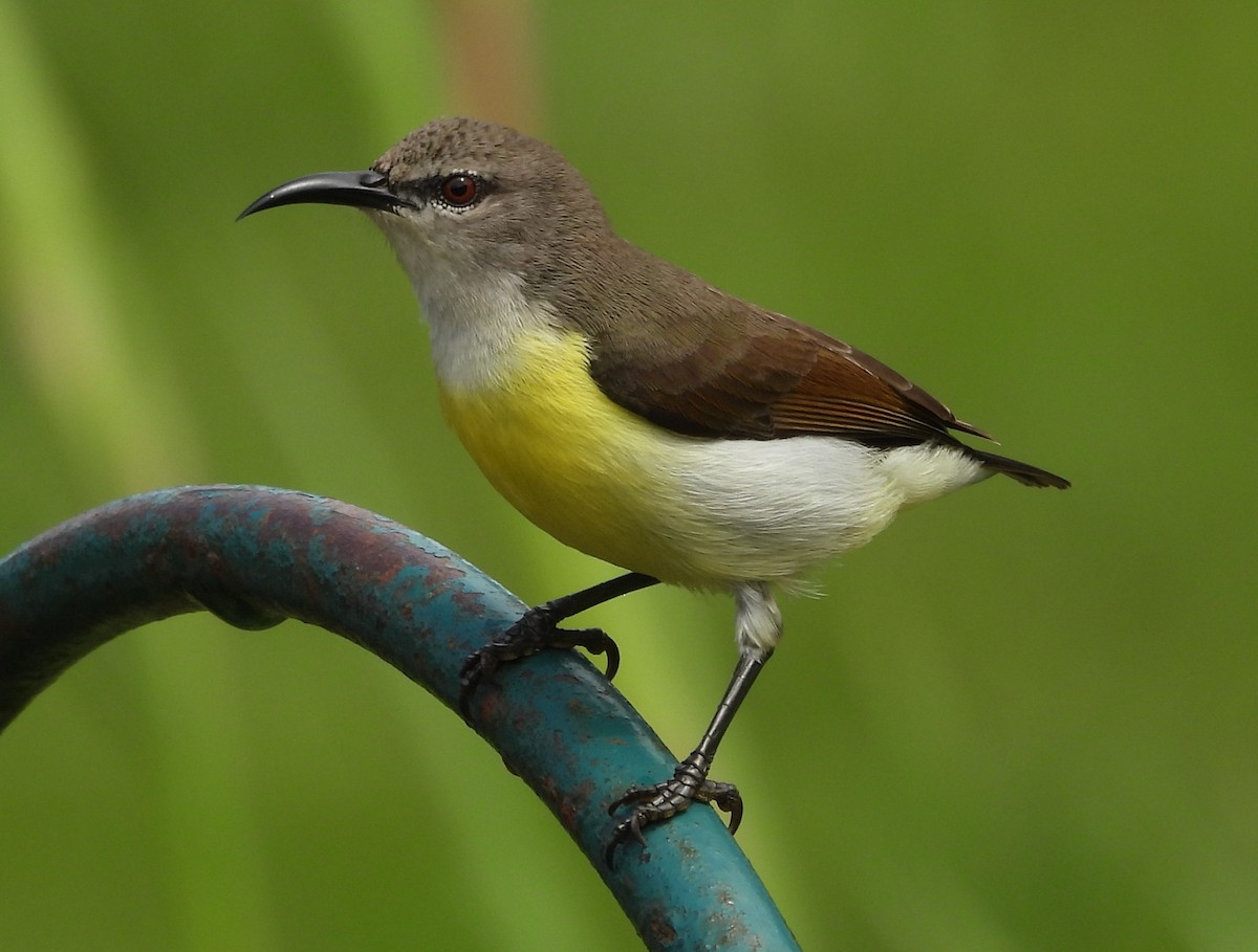 Purple-rumped Sunbird - ML642160084