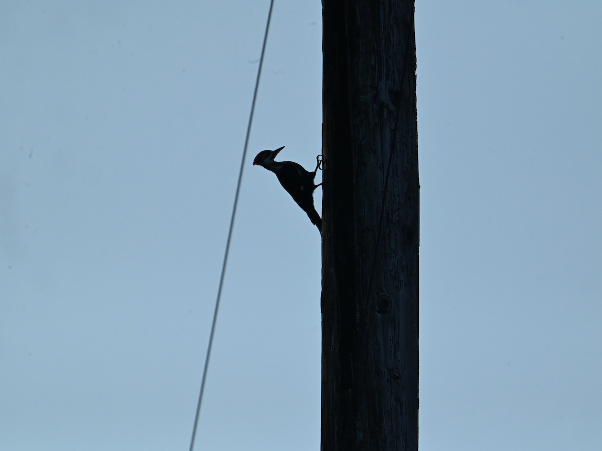 Pileated Woodpecker - ML642160093