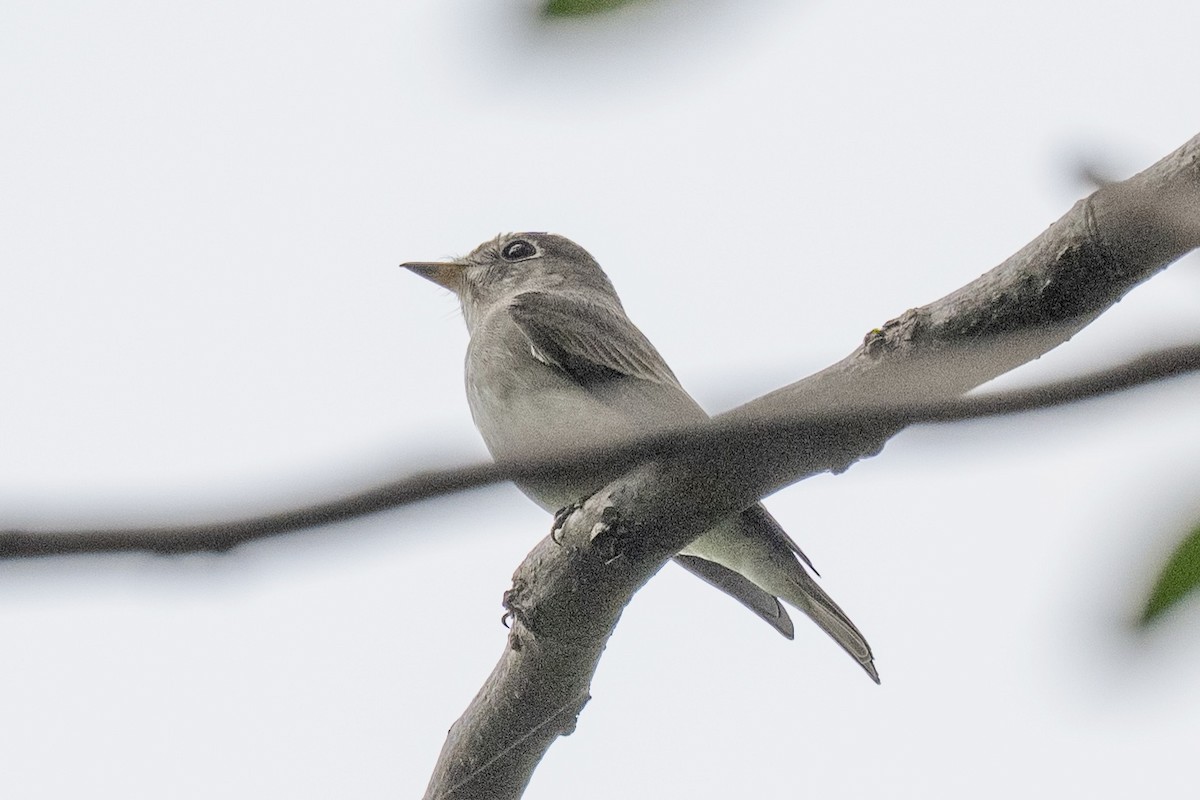 Asian Brown Flycatcher - ML642160104