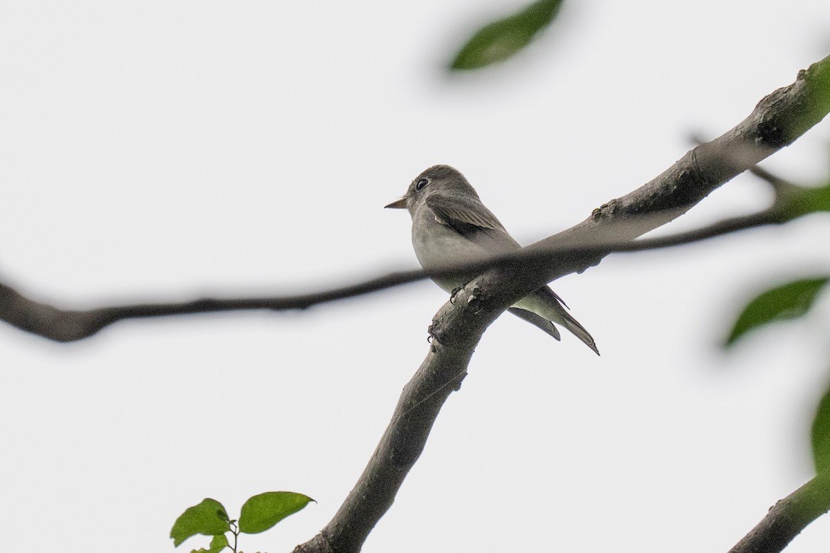 Asian Brown Flycatcher - ML642160105