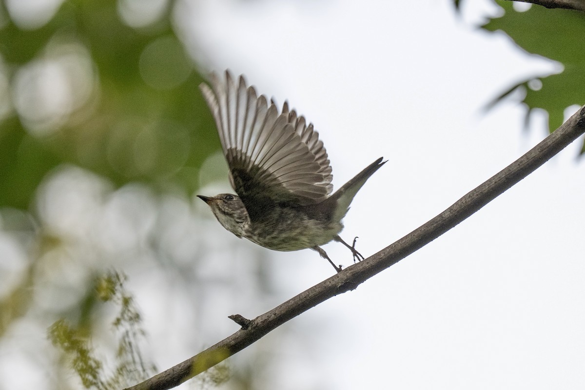 Gray-streaked Flycatcher - ML642160106