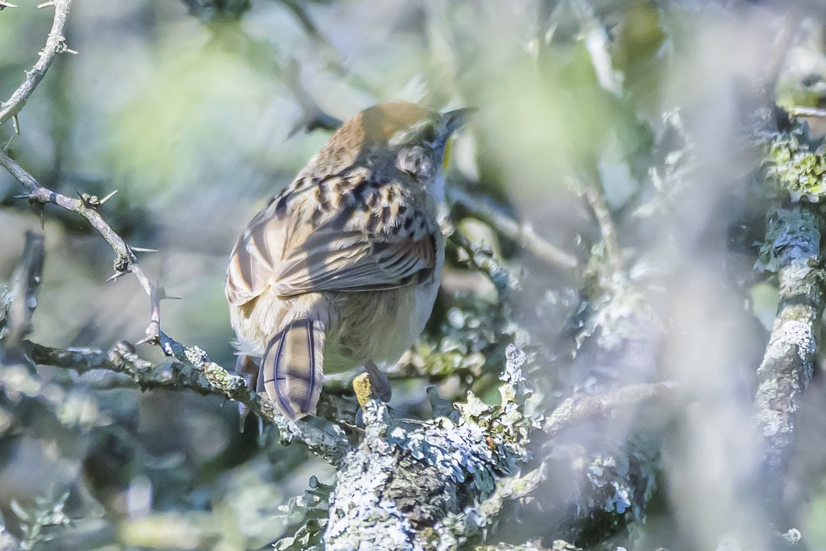 Chotoy Spinetail - ML642160130