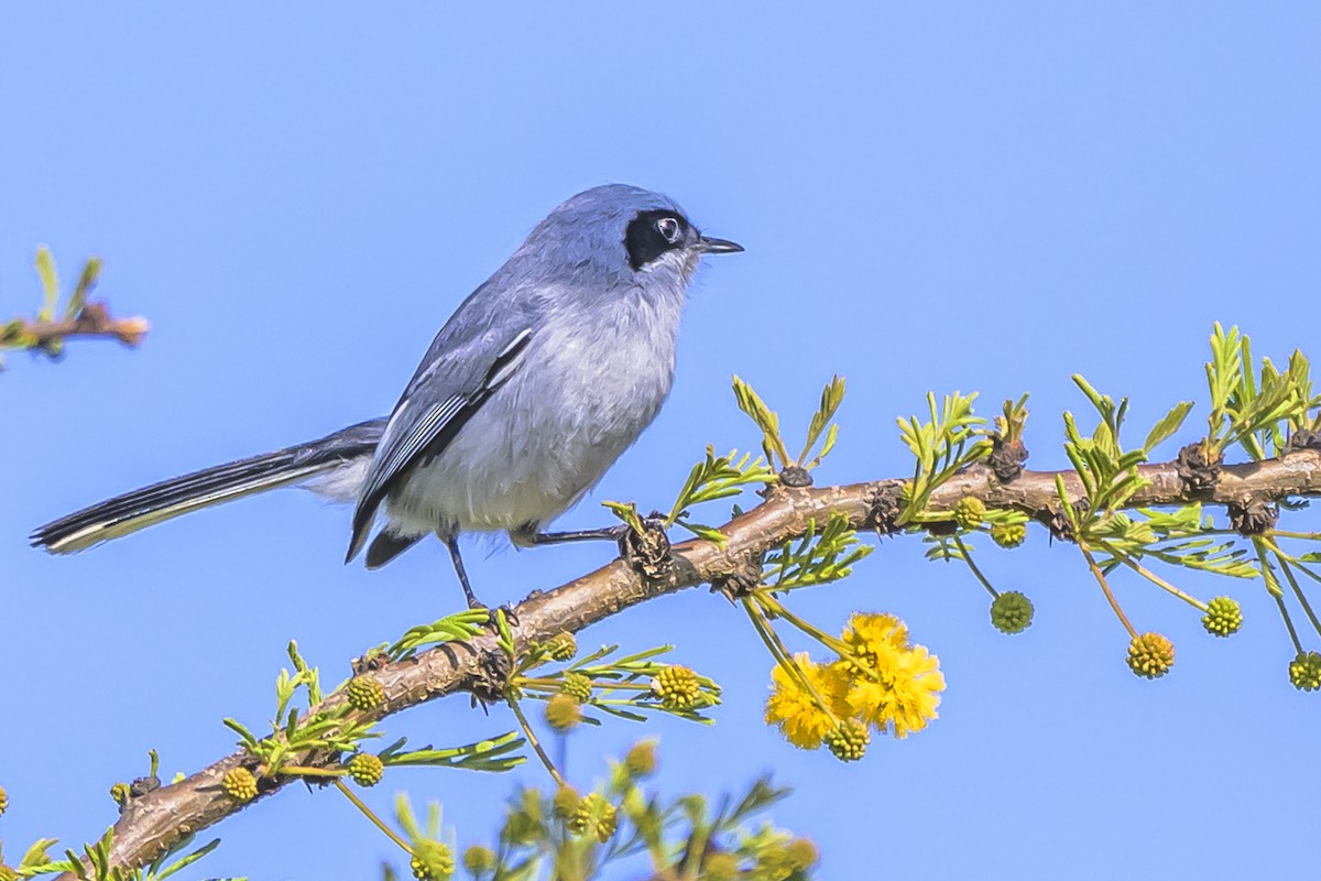 Masked Gnatcatcher - ML642160151