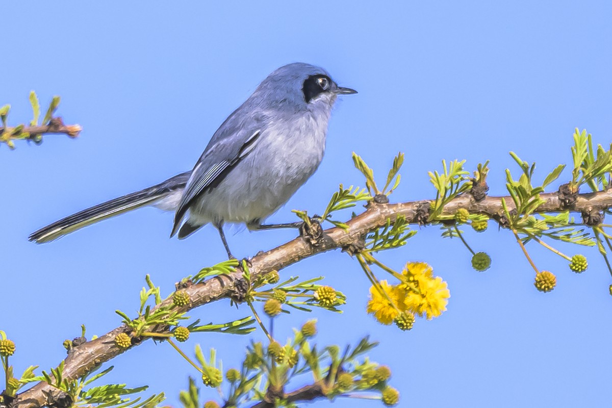 Masked Gnatcatcher - ML642160153
