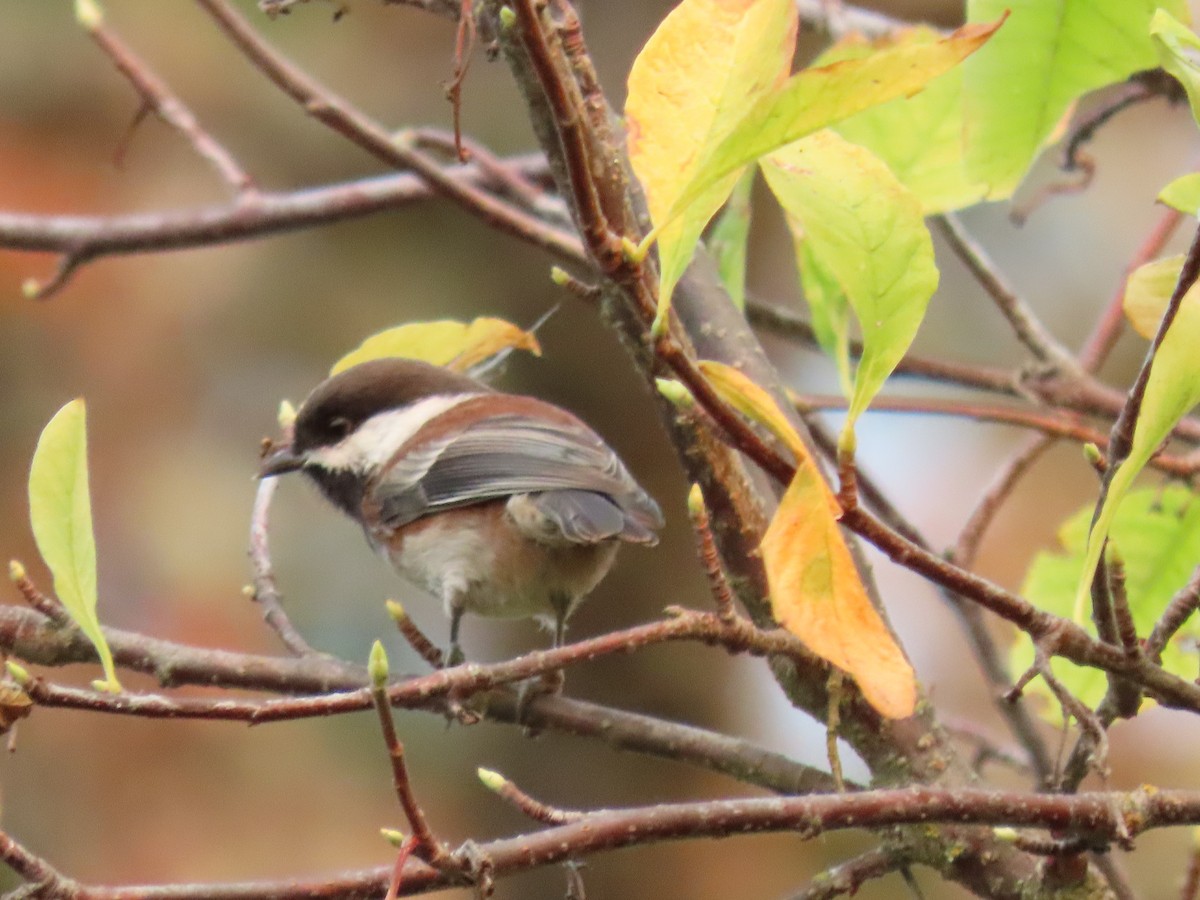 Chestnut-backed Chickadee - ML642160174