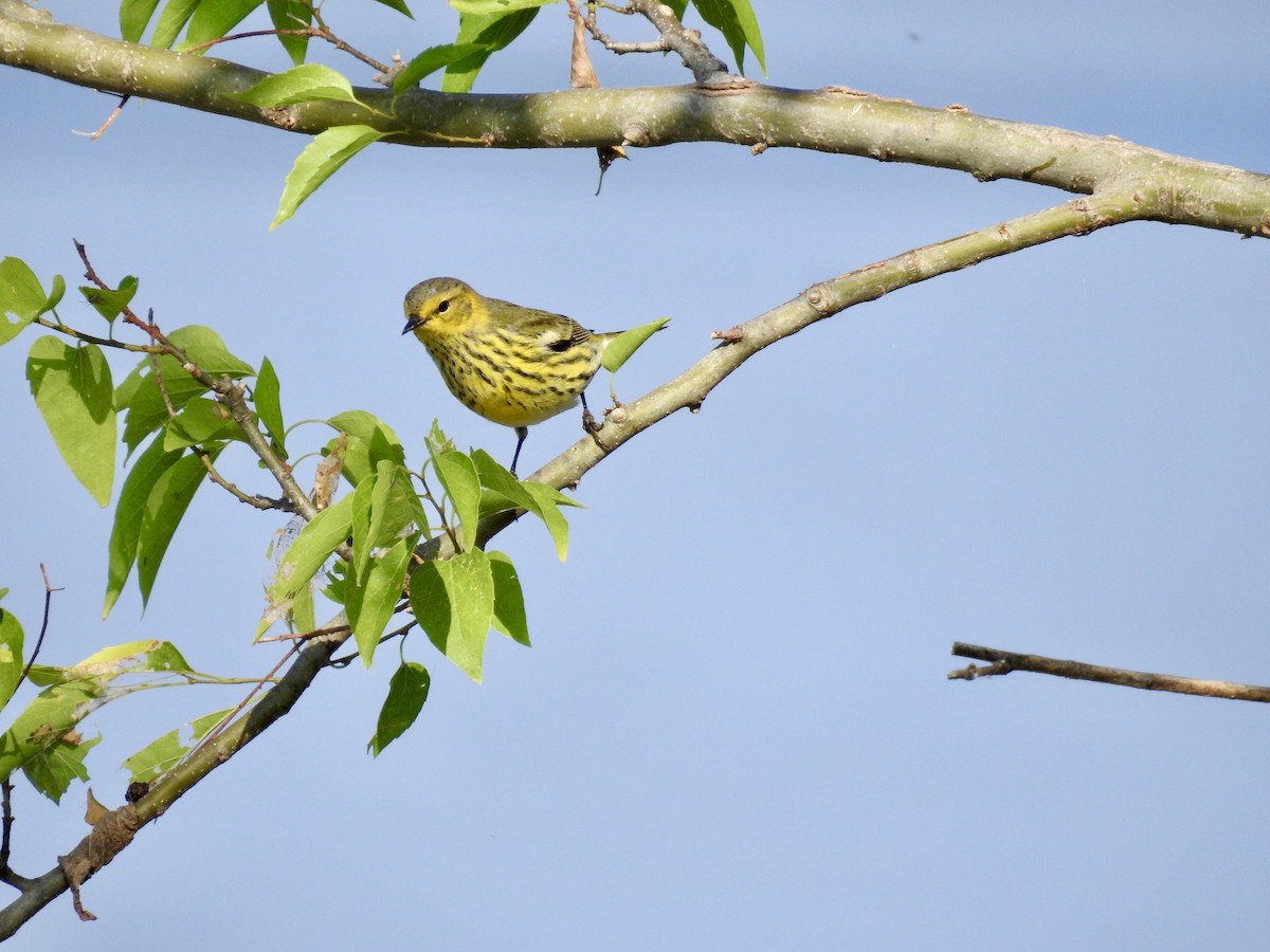 Cape May Warbler - ML642160189