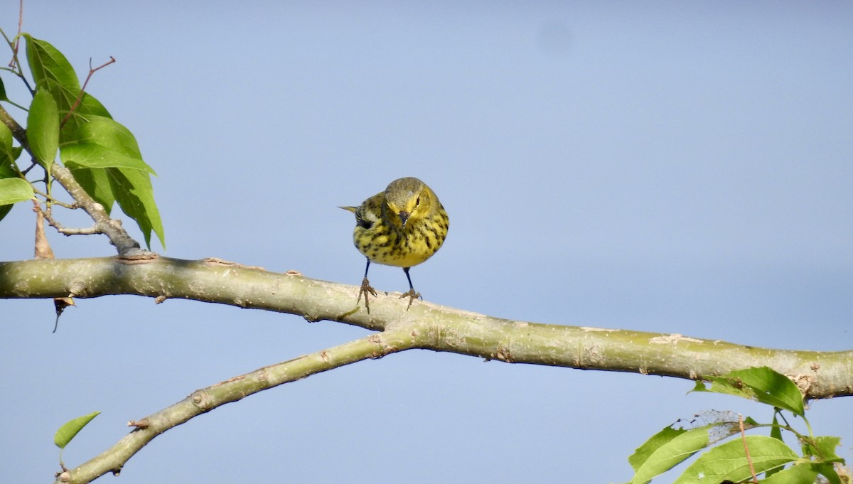 Cape May Warbler - ML642160192