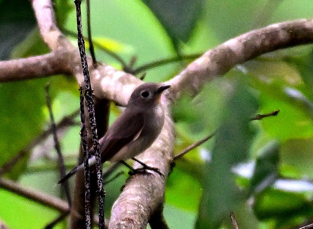 lejsek sibiřský - ML642160193