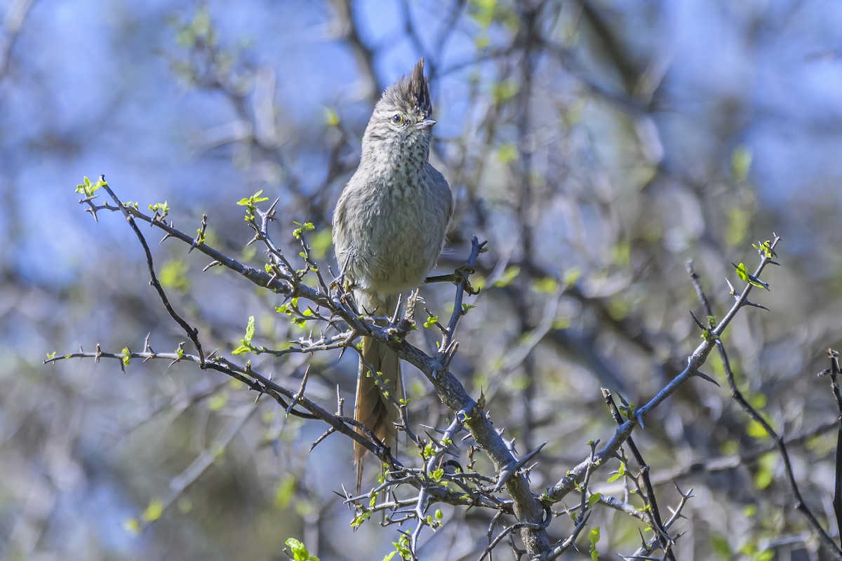 Tufted Tit-Spinetail - ML642160201