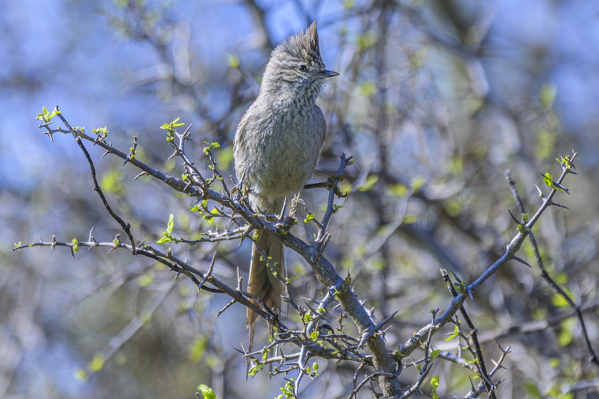 Tufted Tit-Spinetail - ML642160203