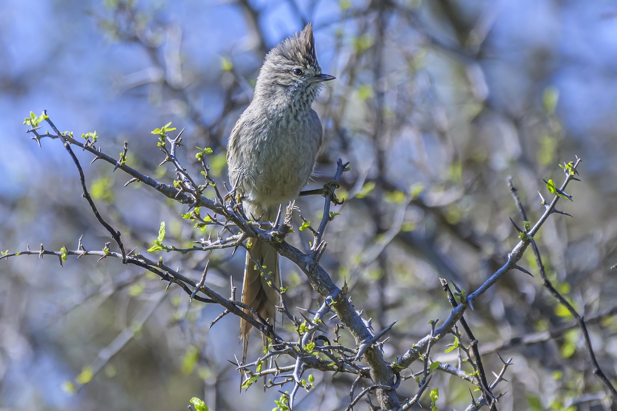 Tufted Tit-Spinetail - ML642160205