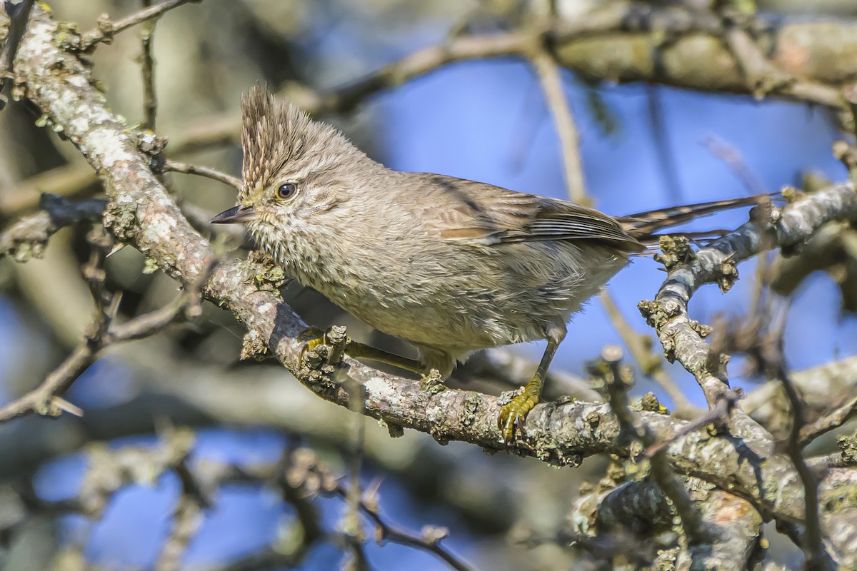 Tufted Tit-Spinetail - ML642160207