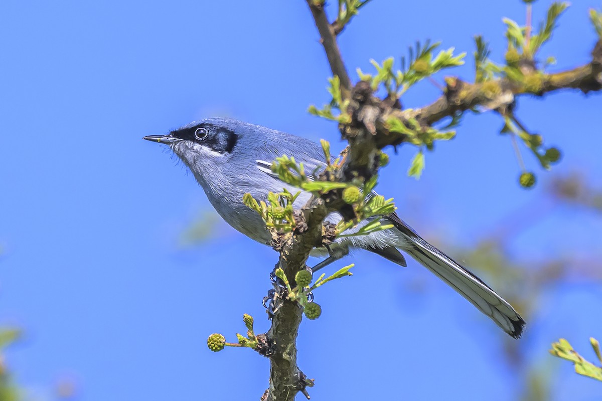 Masked Gnatcatcher - ML642160219