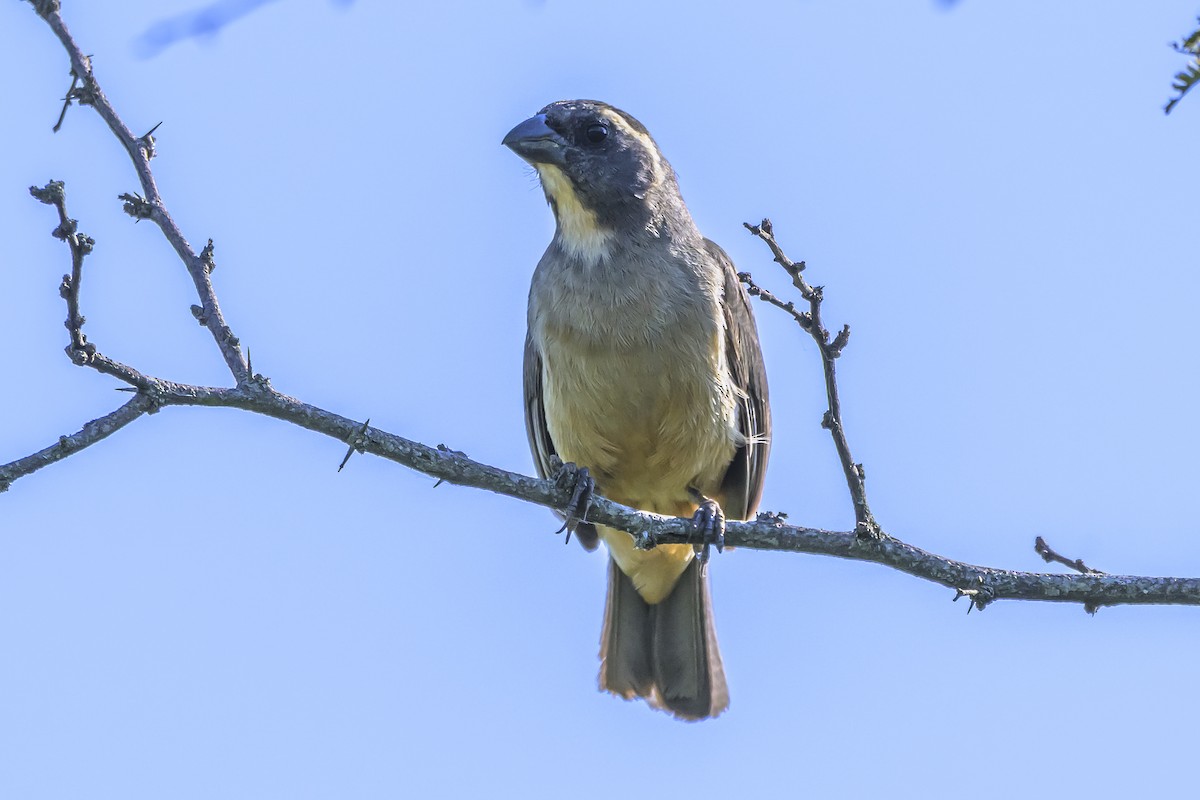 Bluish-gray Saltator - ML642160238