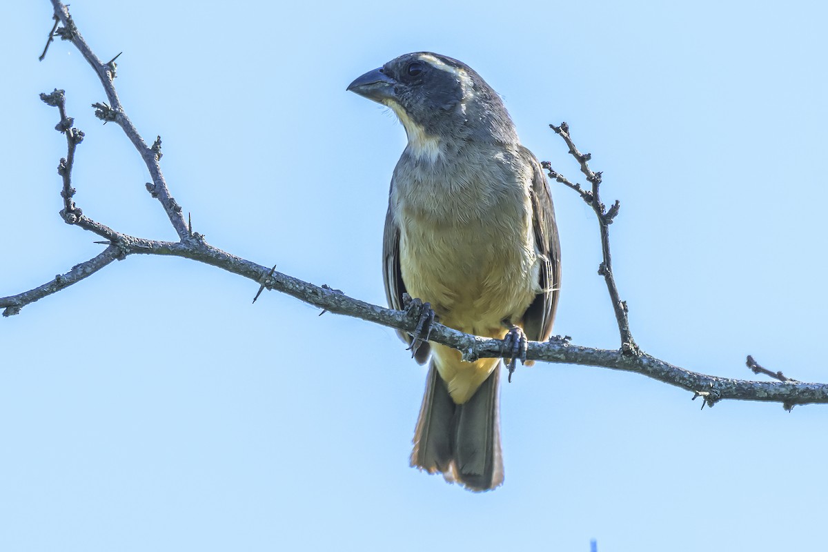 Bluish-gray Saltator - ML642160240