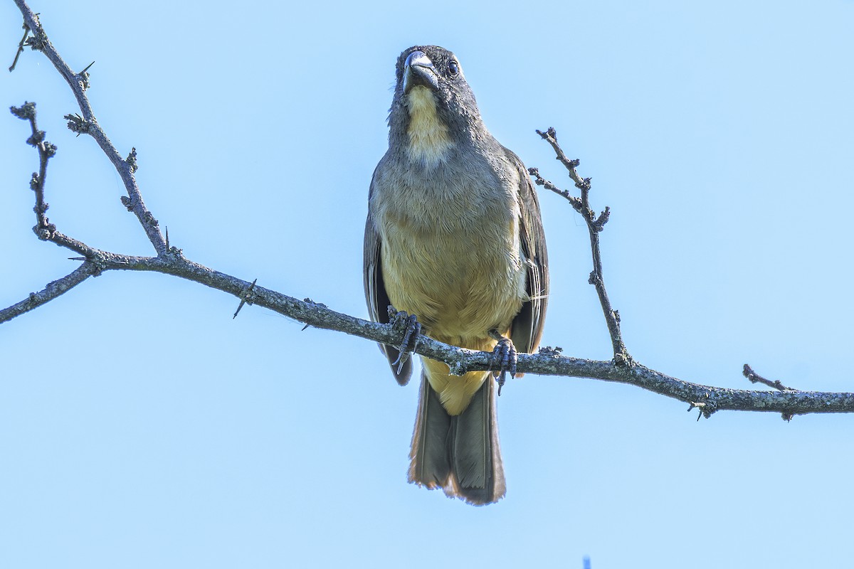 Bluish-gray Saltator - ML642160241