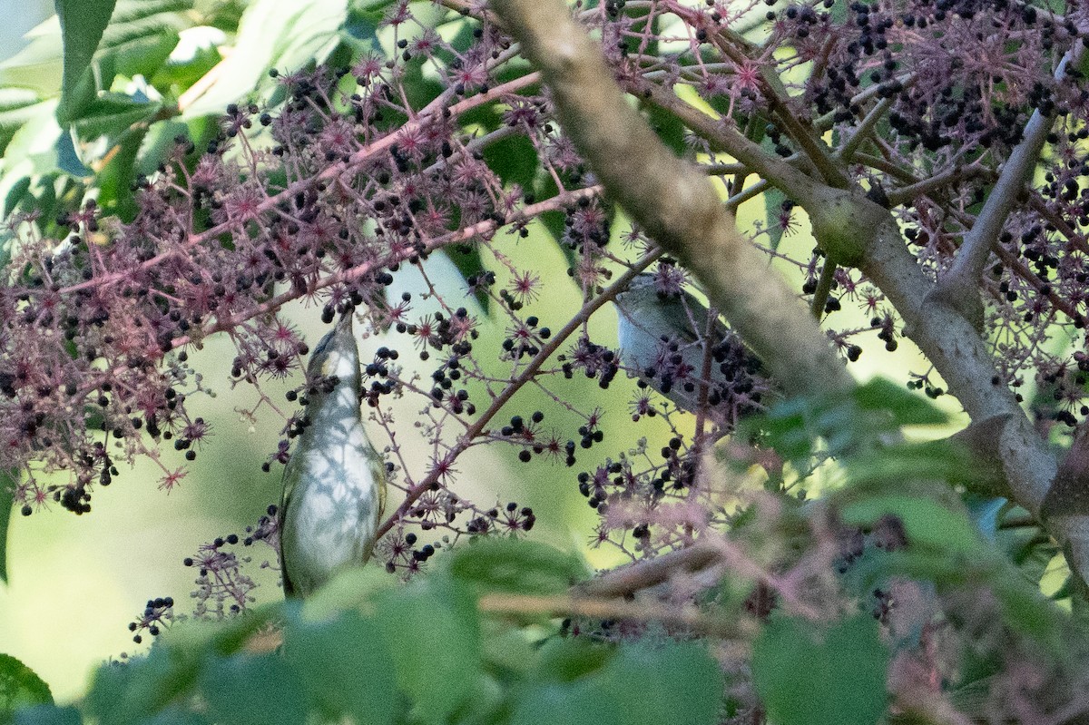 Vireo Ojirrojo - ML642160252