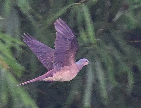 Barred Cuckoo-Dove - ML642160254