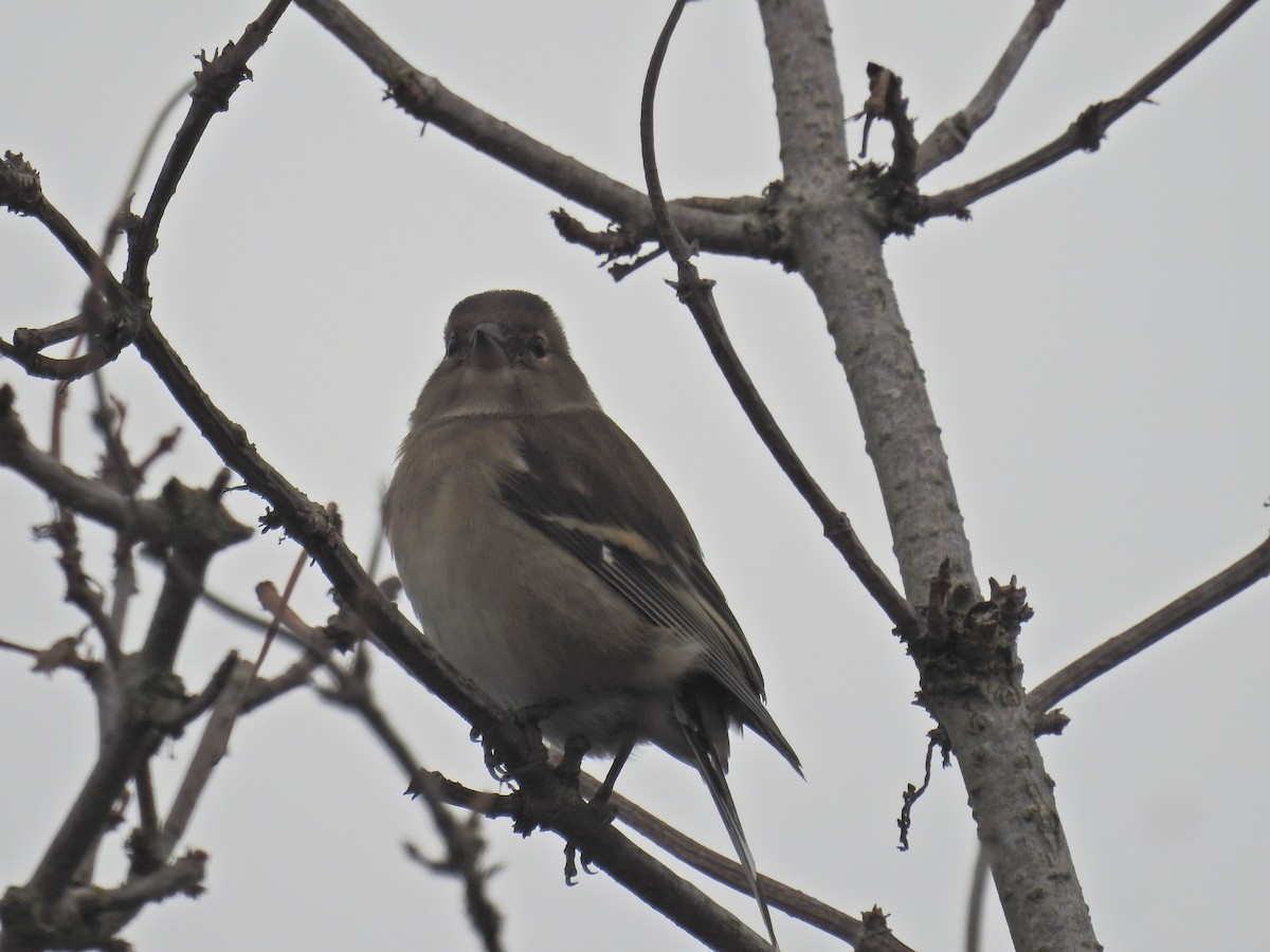 Common Chaffinch - ML642160281
