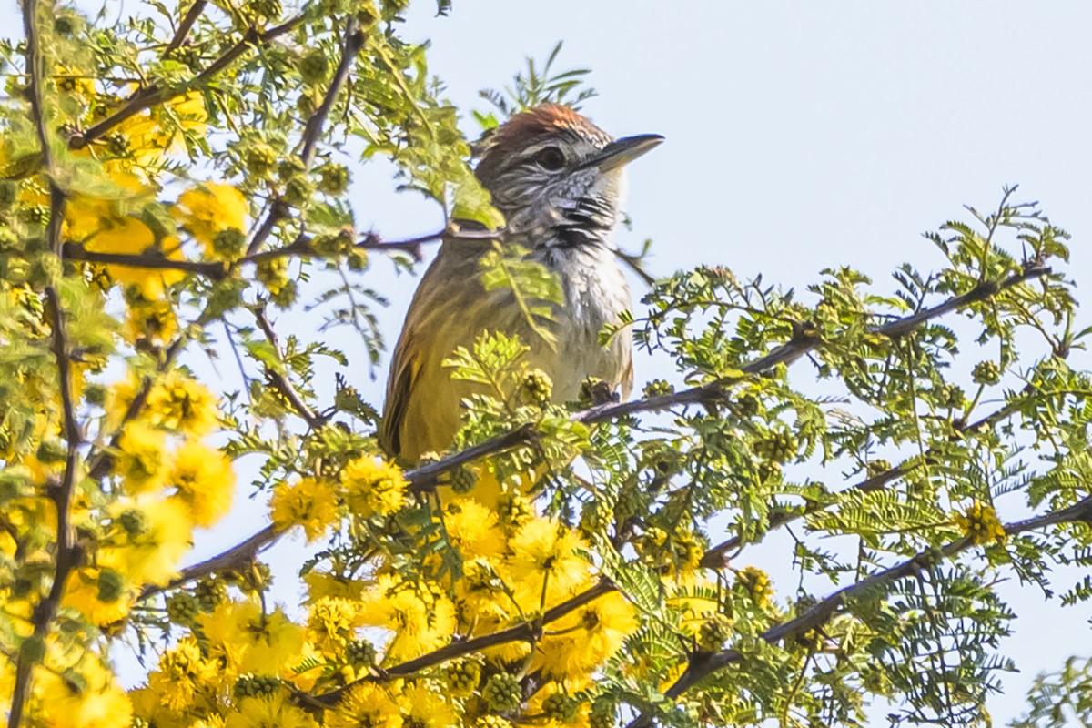 Pale-breasted Spinetail - ML642160282