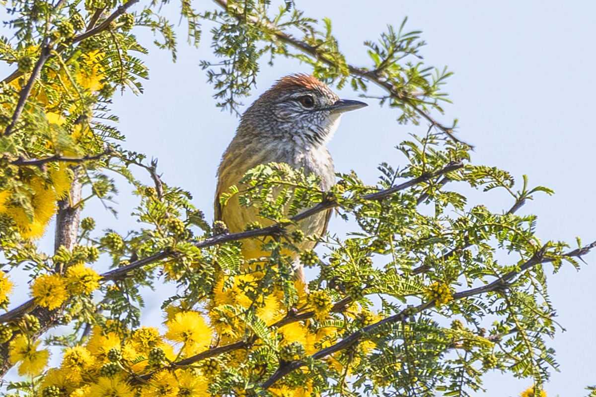 Pale-breasted Spinetail - ML642160283