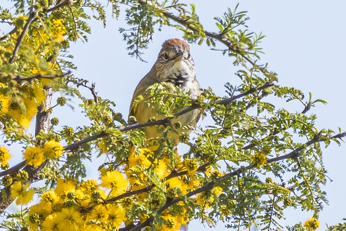 Pale-breasted Spinetail - ML642160284