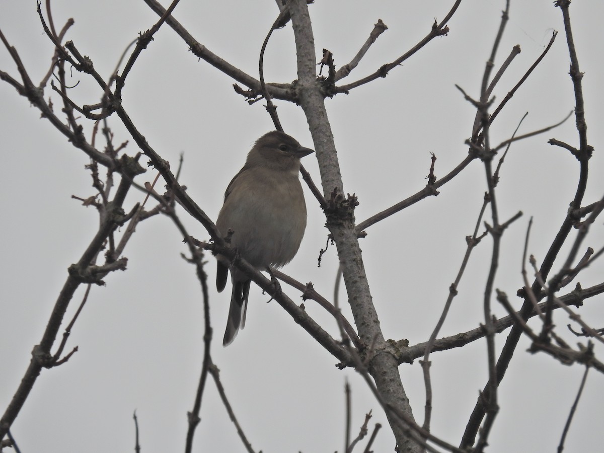 Common Chaffinch - ML642160286