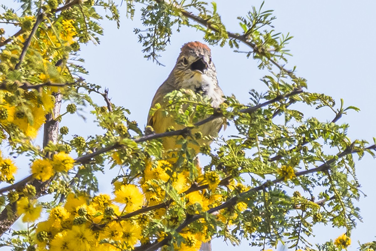 Pale-breasted Spinetail - ML642160287