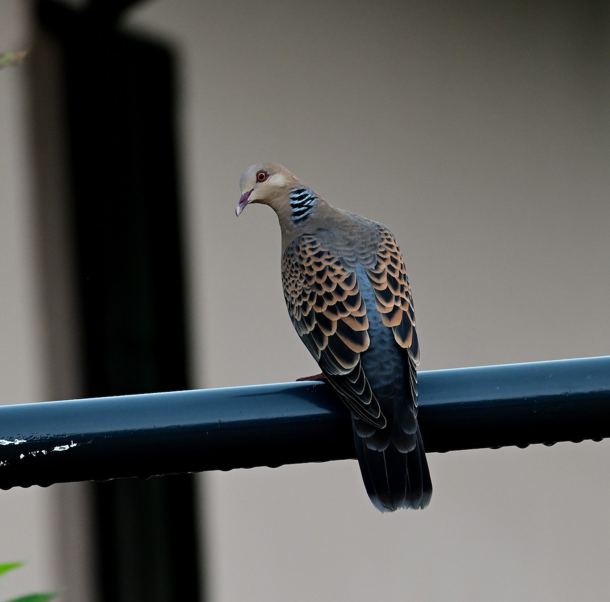 hrdlička východní - ML642160288