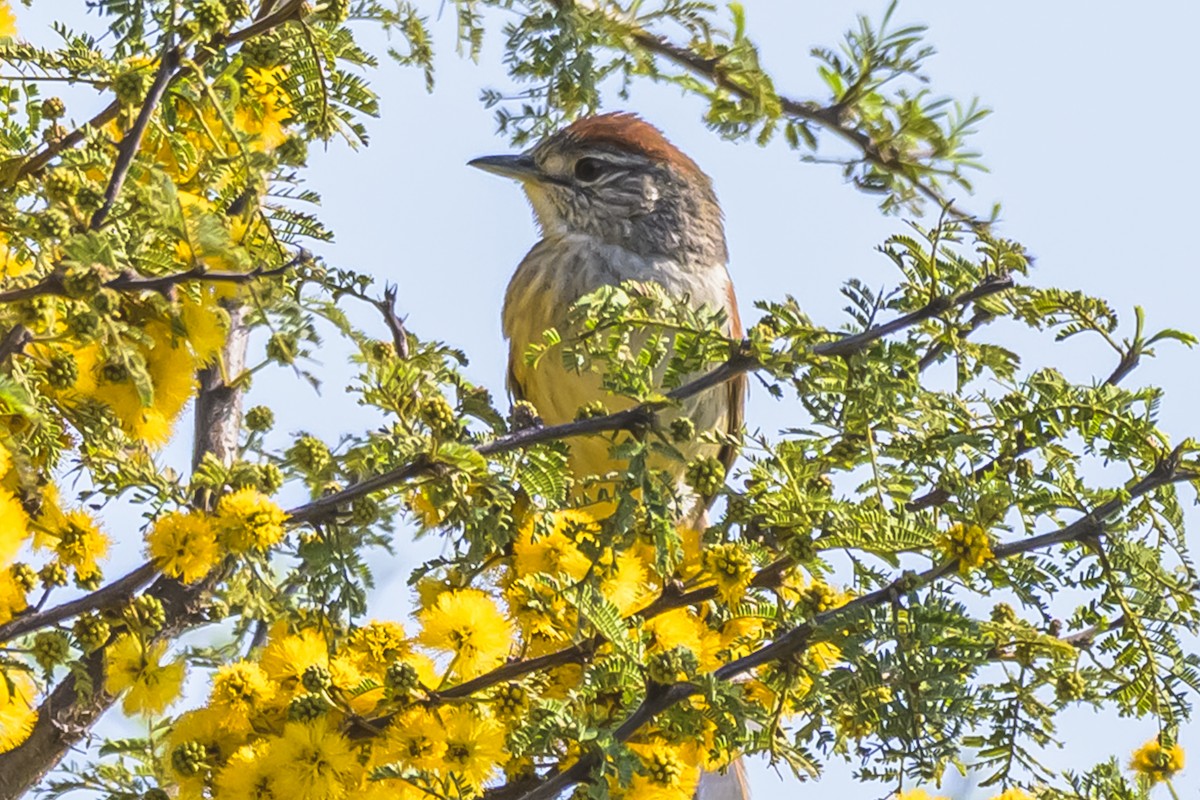 Pale-breasted Spinetail - ML642160290