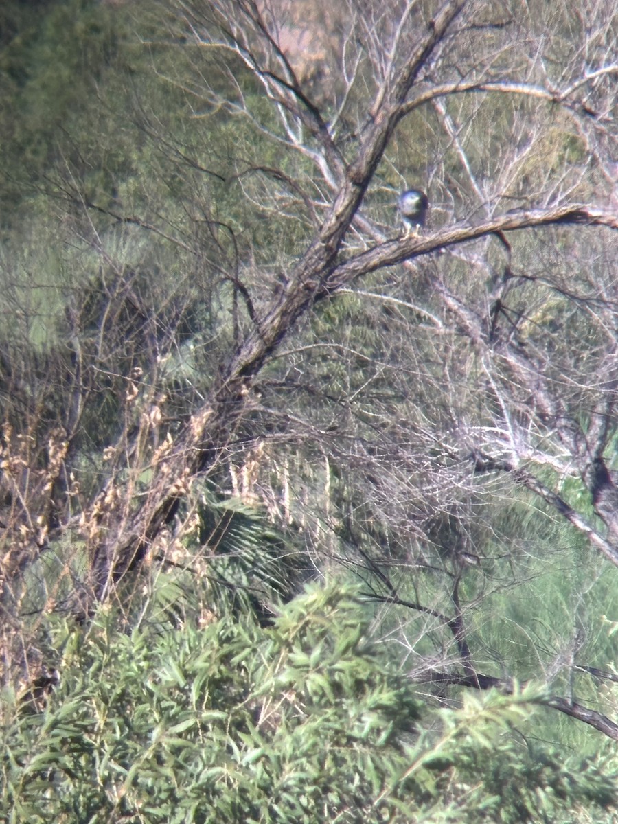 Gray Hawk - ML642160313