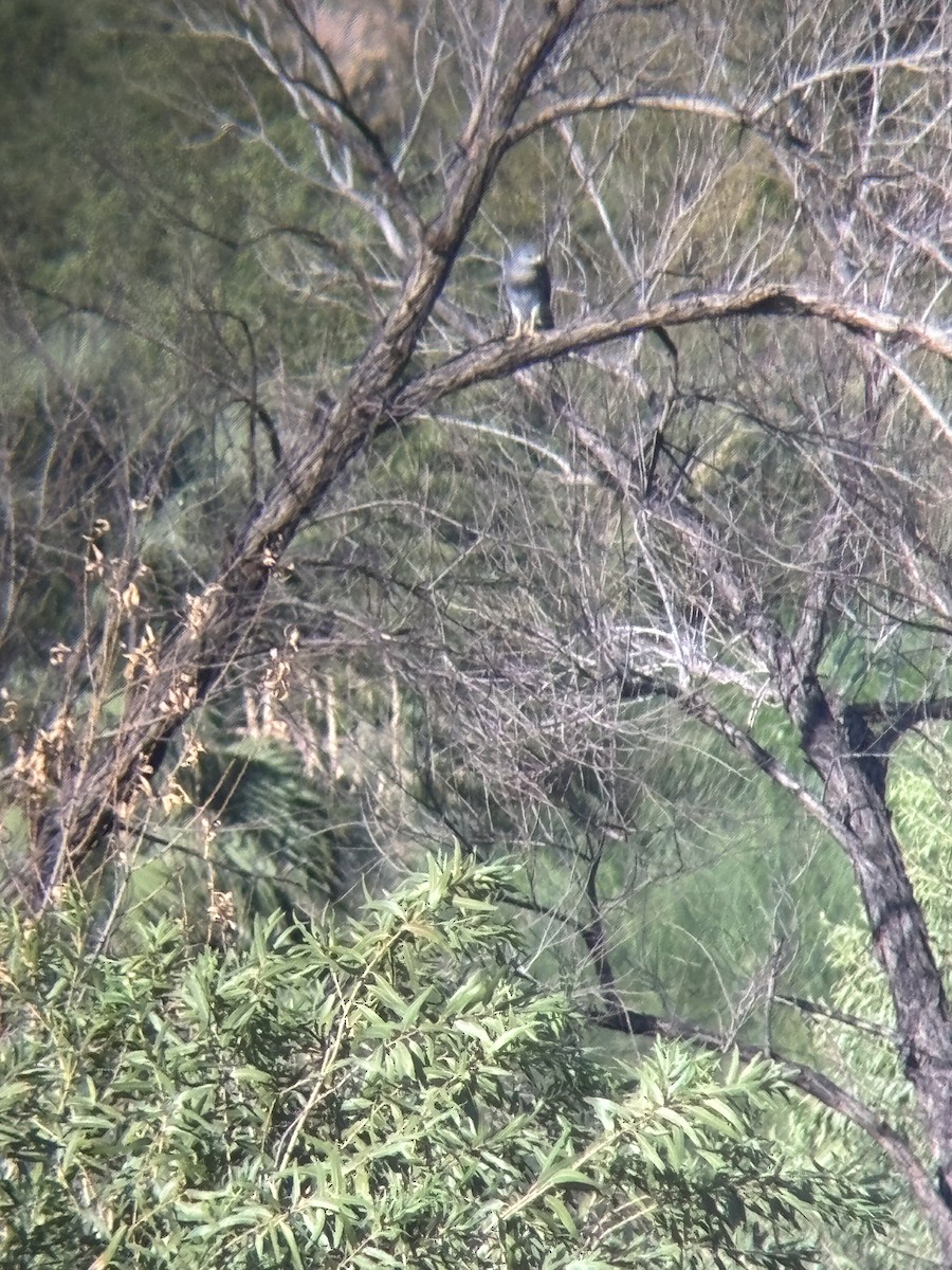 Gray Hawk - ML642160314