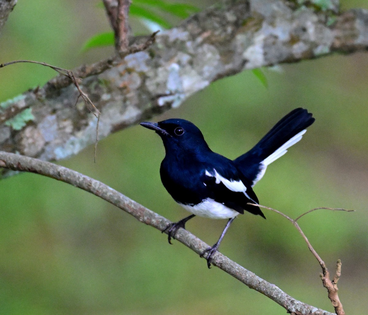 Oriental Magpie-Robin - ML642160325