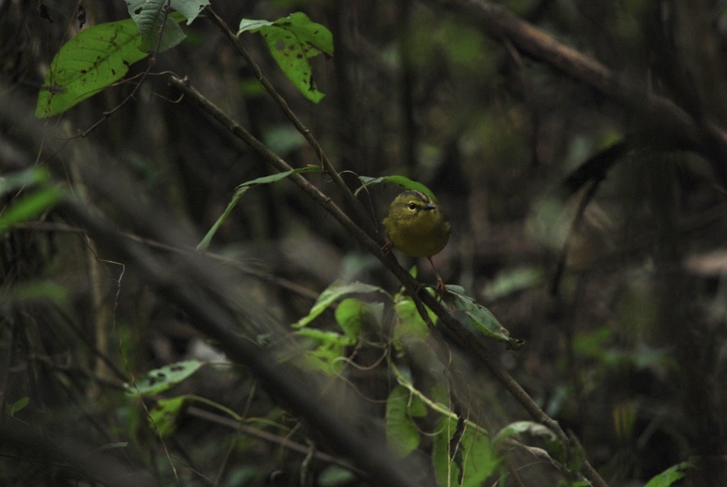 Two-banded Warbler - ML642160342