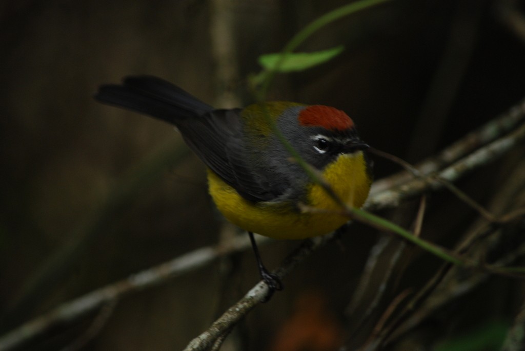 Brown-capped Redstart - ML642160353