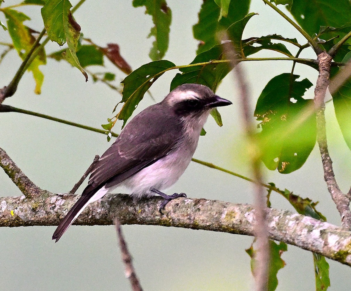 Common Woodshrike - ML642160360