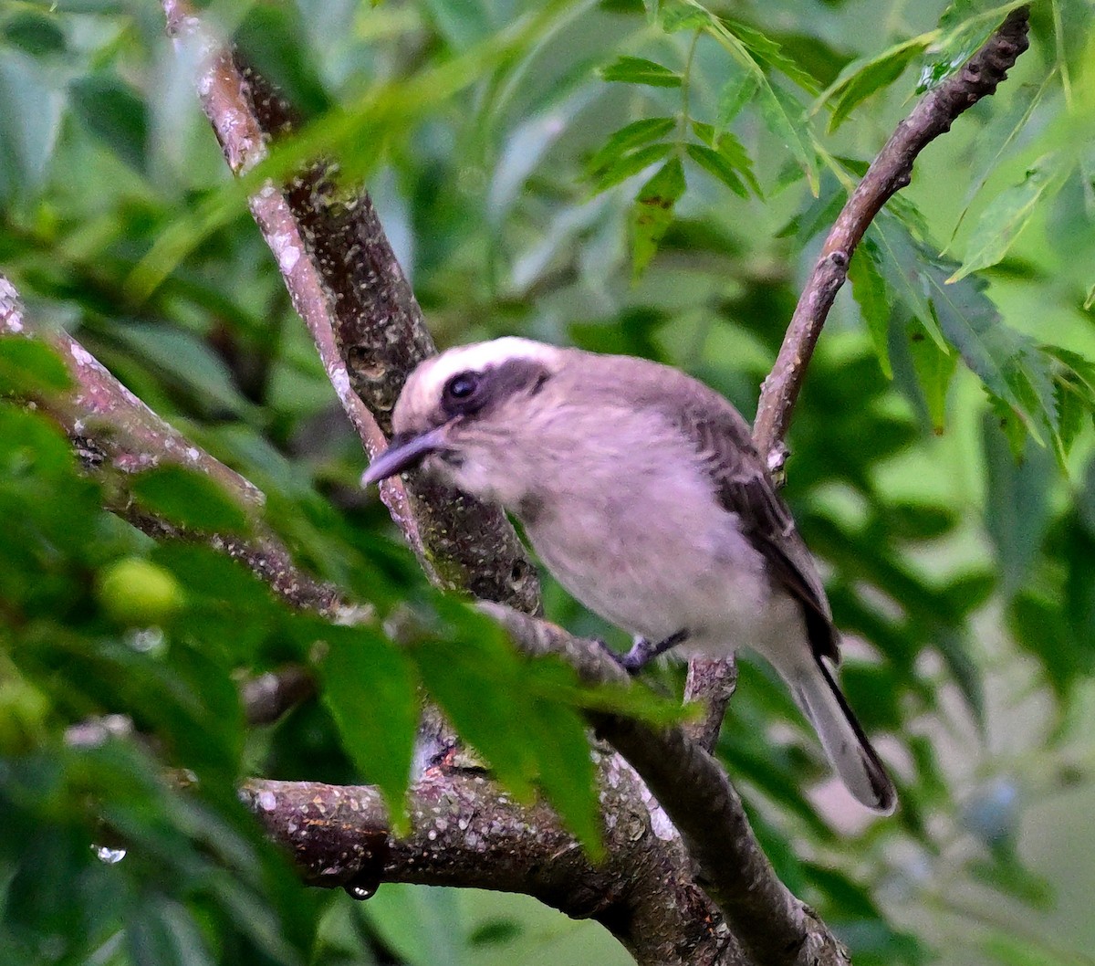 Common Woodshrike - ML642160361