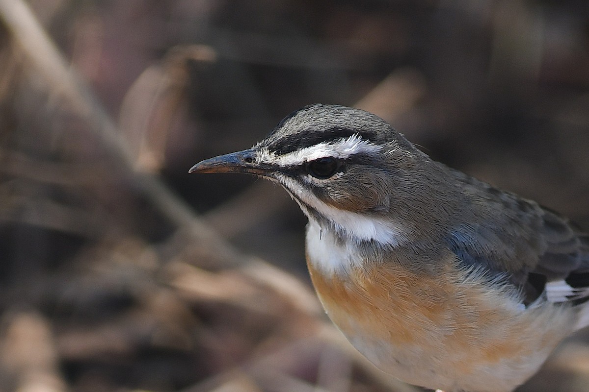 Bearded Scrub-Robin - ML642160381