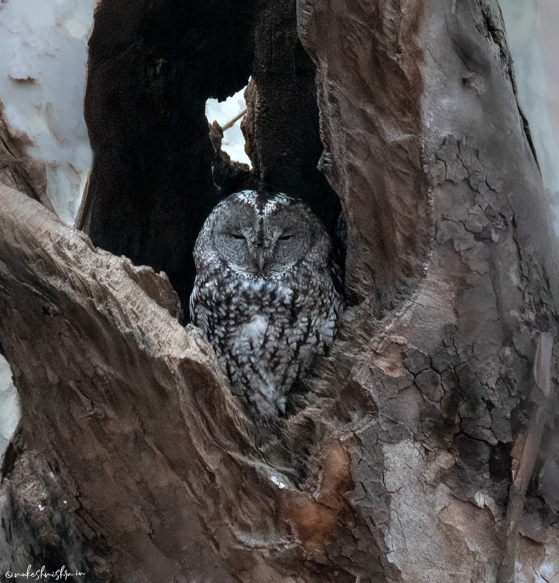 Tawny Owl - ML642160388