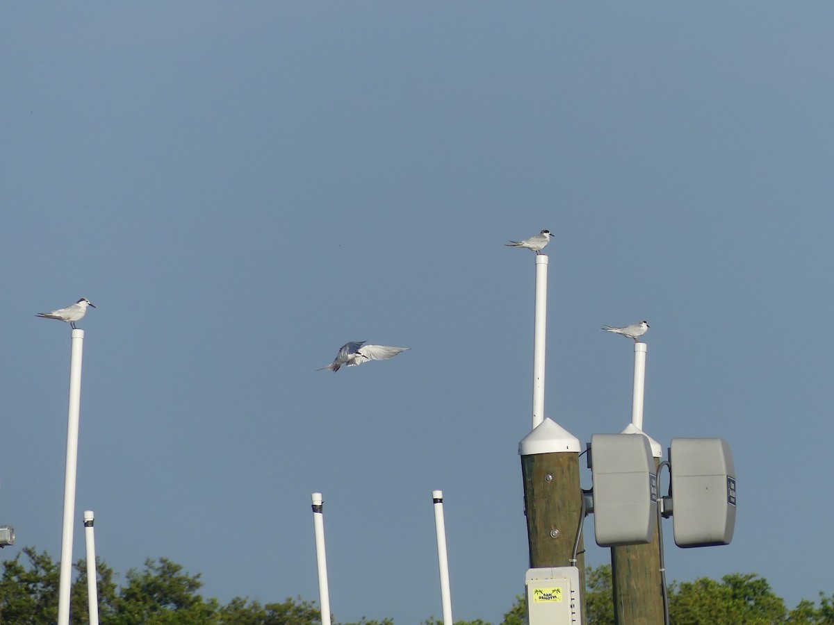 Sterne caugek - ML642160389