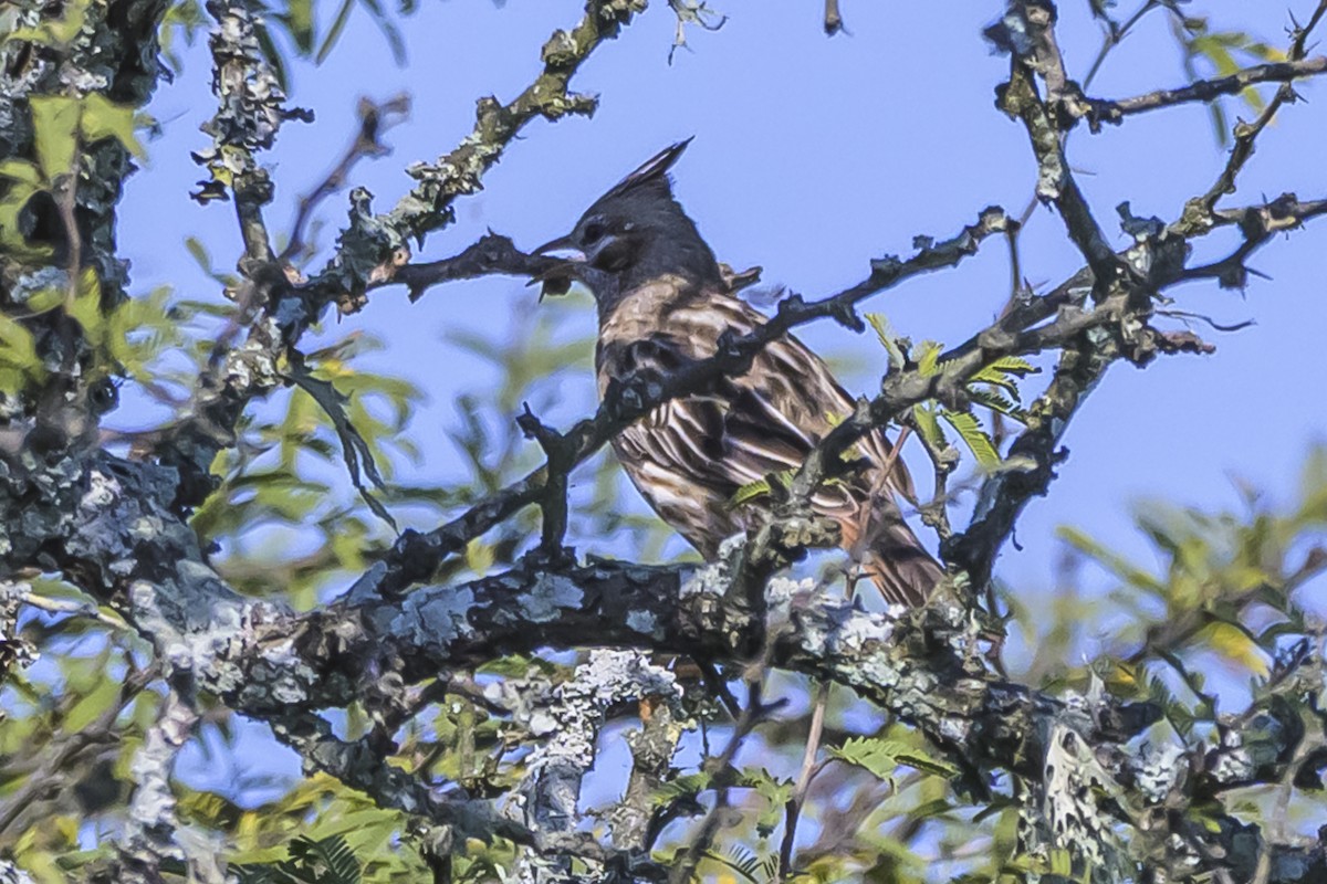 Lark-like Brushrunner - ML642160401